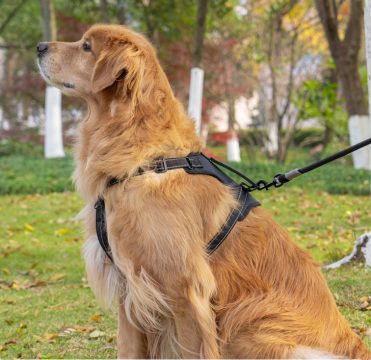 Animals & Pet Supplies